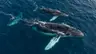 Whales launch film